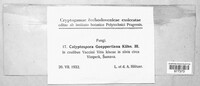Calyptospora columnaris image